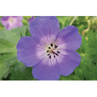 Geranium Rozanne 50