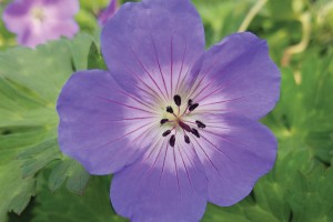 Geranium Rozanne 50