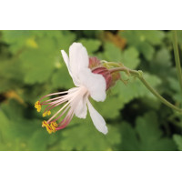 Geranium Spessart 50