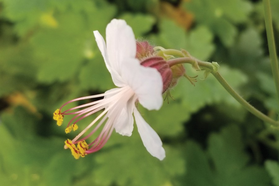 Geranium Spessart 50