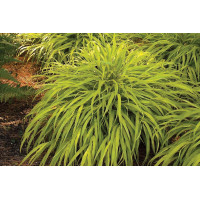 Hakonechloa All Gold 21