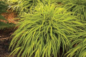 Hakonechloa All Gold 21-V