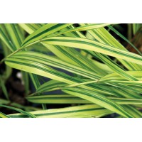 Hakonechloa Aureola 21