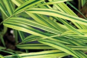 Hakonechloa