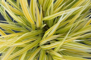 Hakonechloa Lemon Zest 21