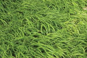 Hakonechloa macra 21