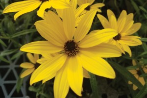 Helianthus Autumn Gold 21