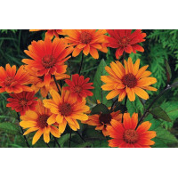Heliopsis Bleeding Hearts 72