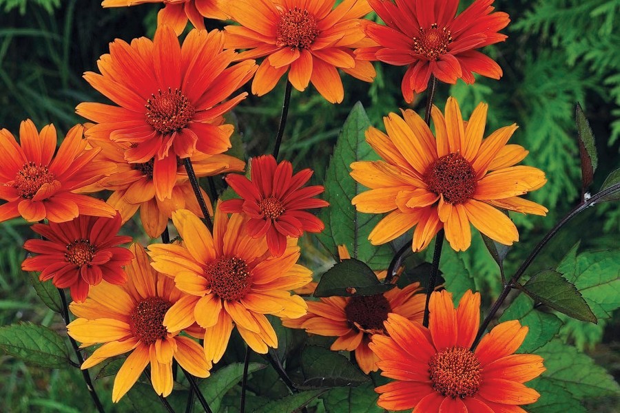 Heliopsis Bleeding Hearts 21
