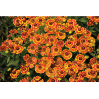 Helenium Fuego 21