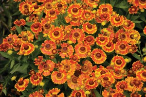 Helenium Fuego 21