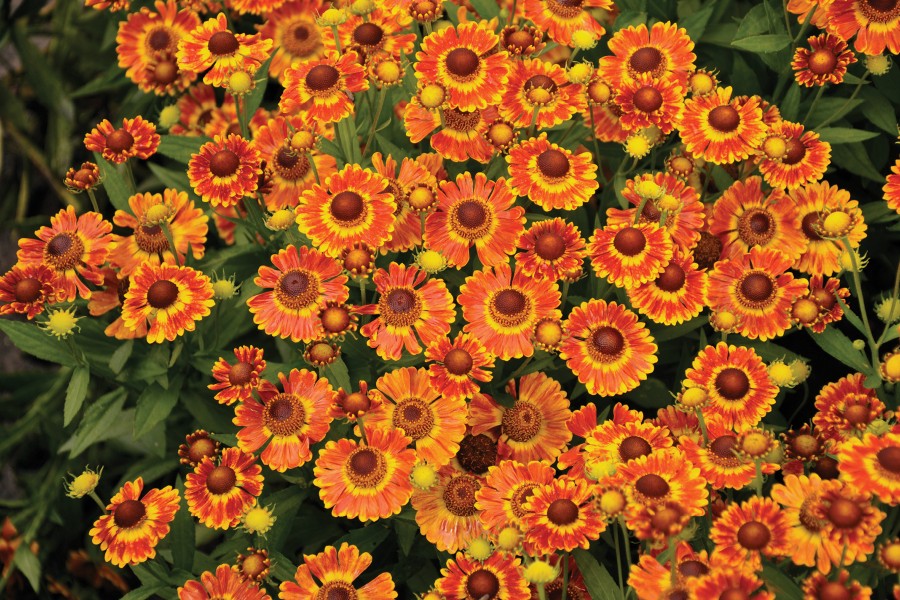 Helenium Fuego 72