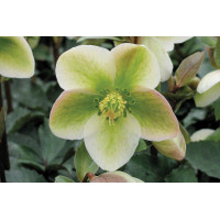 Helleborus Ivory Prince 21