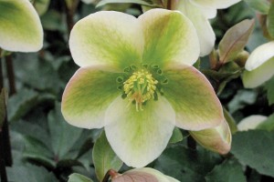 Helleborus Ivory Prince 21