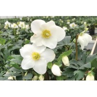 Helleborus Mont Blanc 50
