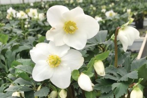 Helleborus Mont Blanc 21