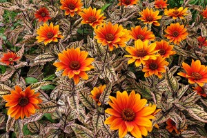 Heliopsis Orange Marble 21
