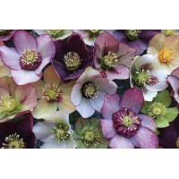 Helleborus Pine Knot Select 36