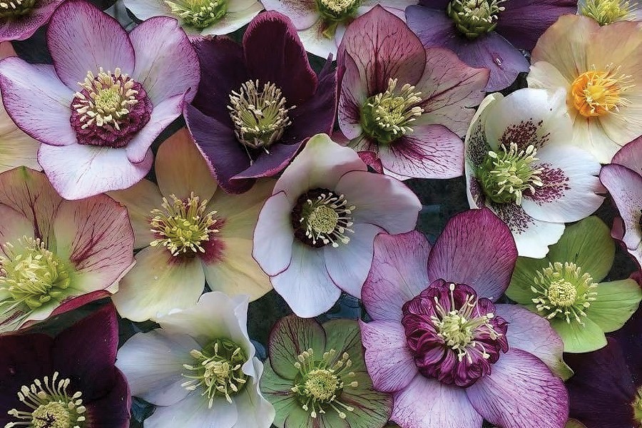 Helleborus Pine Knot Select 36