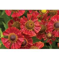 Helenium Salsa 21