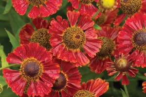 Helenium Salsa 72