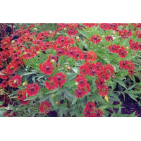 Helenium Mariachi Siesta 21