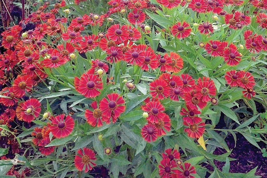 Helenium Siesta 21