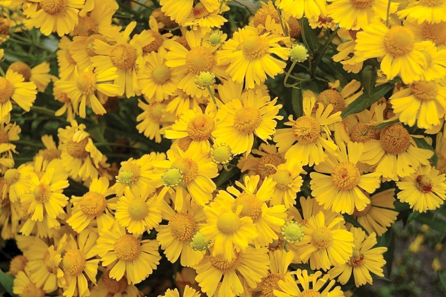 Helenium Mariachi Sombrero 72