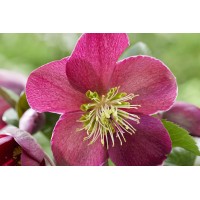 Helleborus Spring Sparkle Red 21