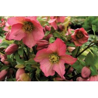 Helleborus Walburton’s Rosemary 21