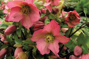 Helleborus Walburton’s® Rosemary 21