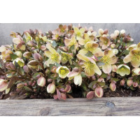 Helleborus Winter Magic Candy Love 50