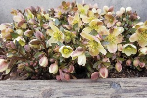 Helleborus Winter Magic Candy Love 21