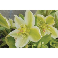 Helleborus Winter Magic Snow Love 21