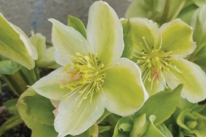 Helleborus