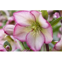 Helleborus Winter Sparkle Bicolor 21 Helleborus Winter Sparkle Bicolor 21