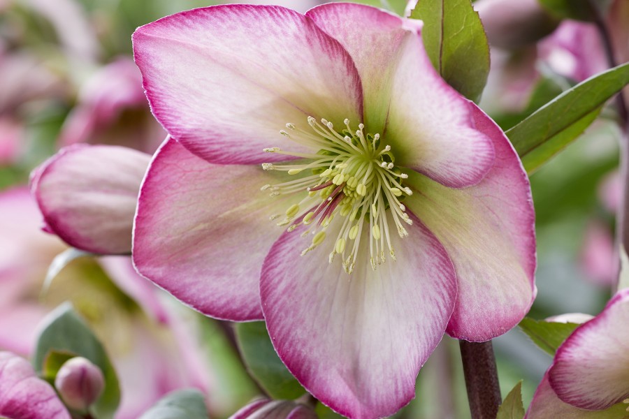 Helleborus Winter Sparkle Bicolor 21