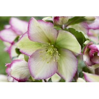 Helleborus Winter Sparkle Picotee 50 Helleborus Winter Sparkle Picotee 50