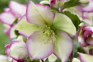 Helleborus Winter Sparkle Picotee 21