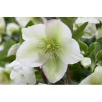 Helleborus Winter Sparkle White Blush 21