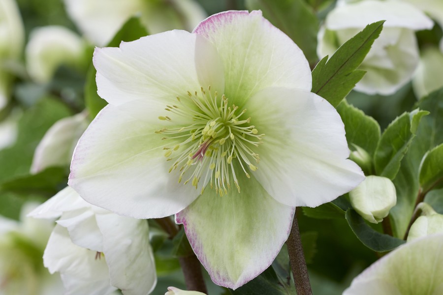 Helleborus Winter Sparkle White Blush 50 Helleborus Winter Sparkle White Blush 50