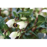 Helleborus Winterbells 21