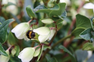 Helleborus Winterbells 21