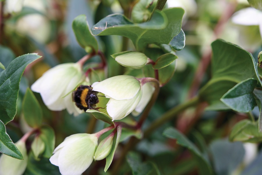 Helleborus Winterbells 50