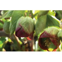 Helleborus foetidus 36