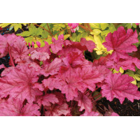 Heuchera Berry Smoothie 21