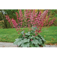 Heuchera Berry Timeless 72