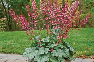 Heuchera Berry Timeless 21