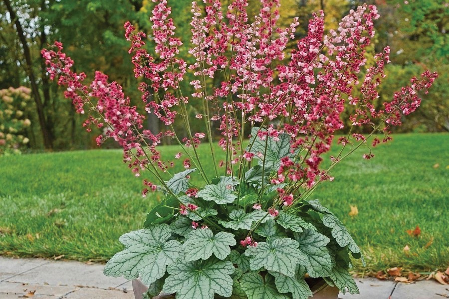 Heuchera Berry Timeless 72