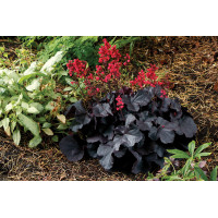 Heuchera Black Forest Cake 72